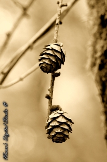 Herfst